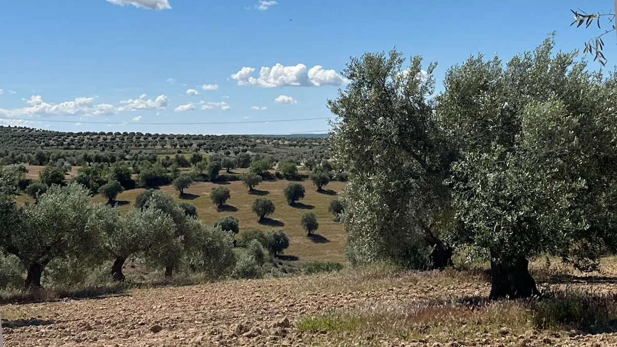 DOP Aceite